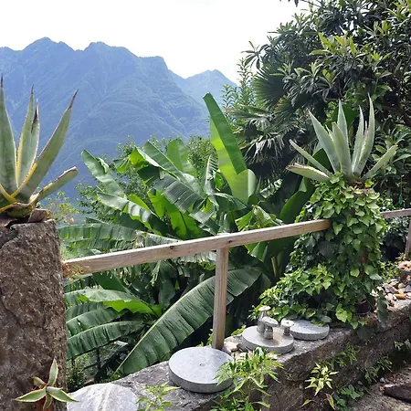 L'agave